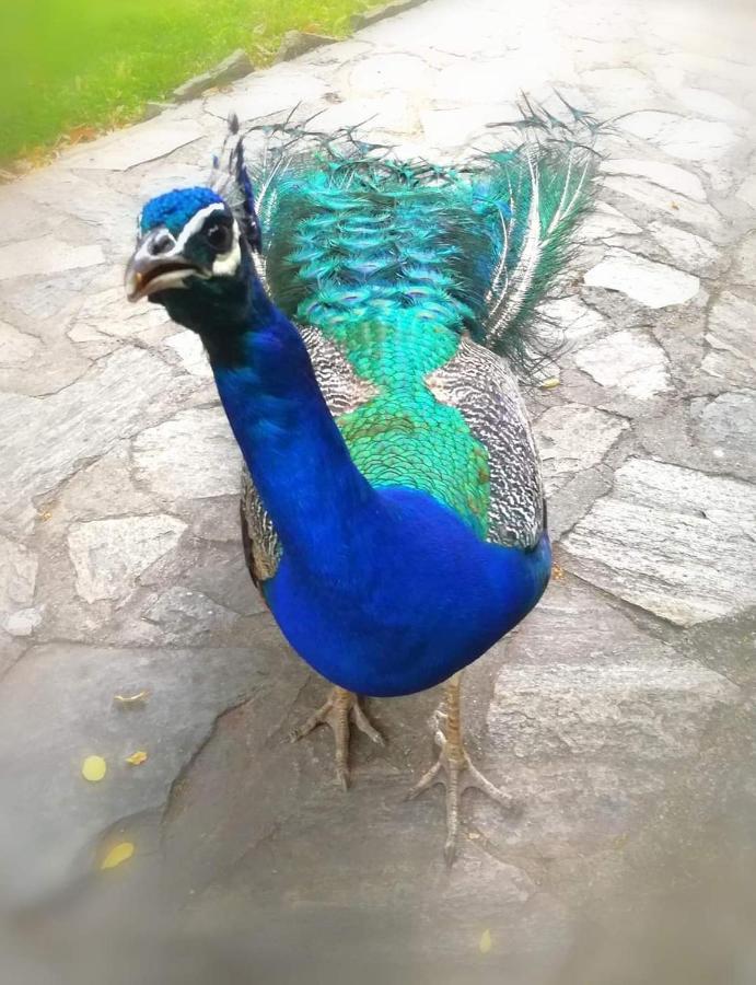 Villa Bratislava Demir Kapija Esterno foto